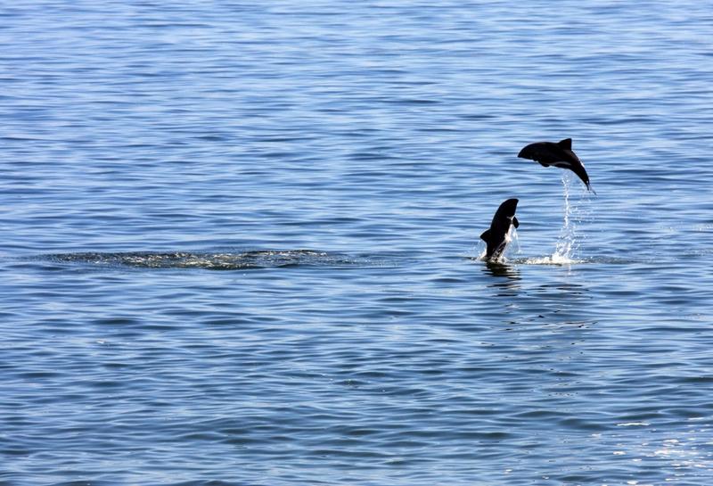 To Let 3 Bedroom Property for Rent in Britannia Bay Western Cape